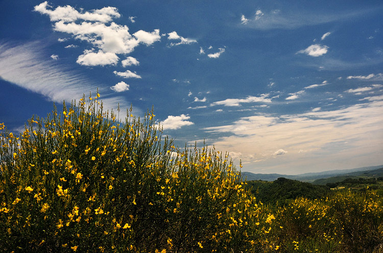 ginestre.jpg