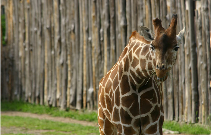 giraffa.jpg