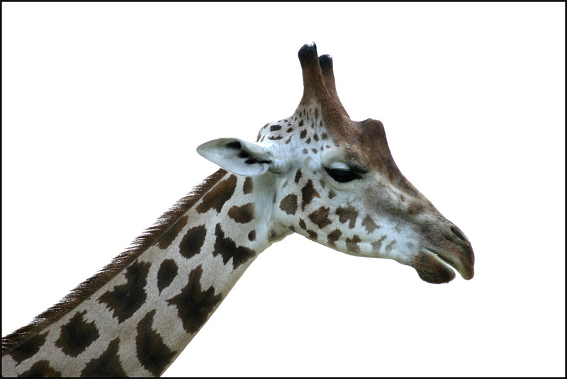 giraffa.jpg