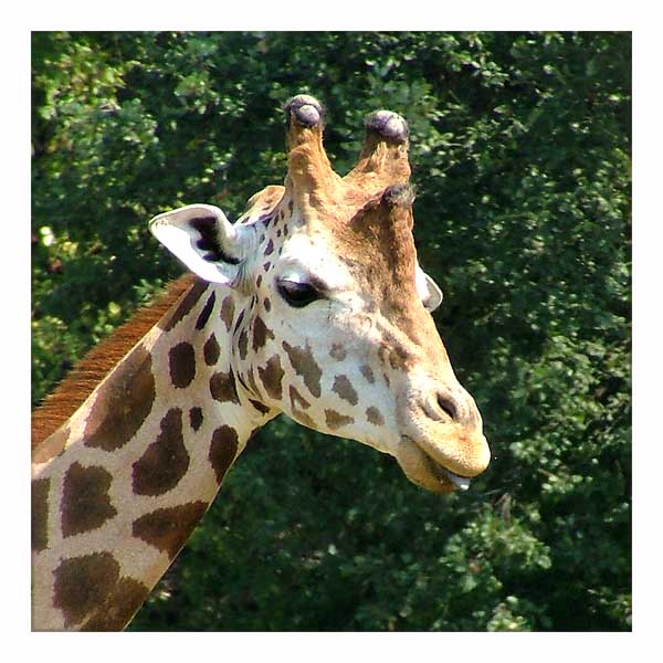 Giraffa.jpg