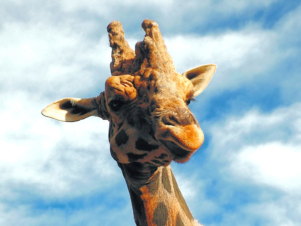 GIRAFFA.jpg