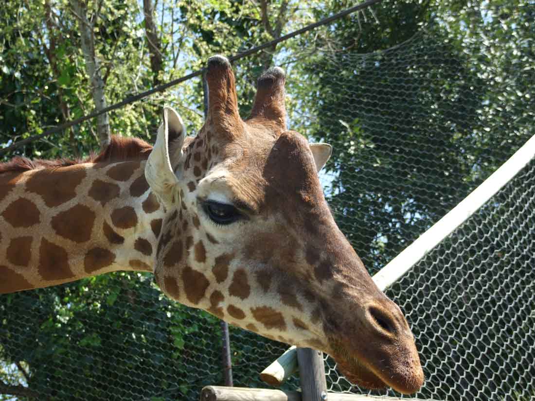 giraffa.jpg