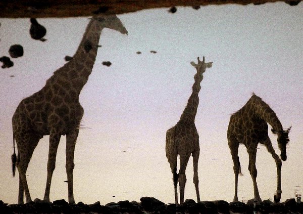 giraffe_riflesse.jpg