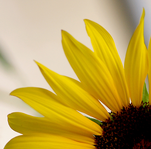 Girasole-2.jpg