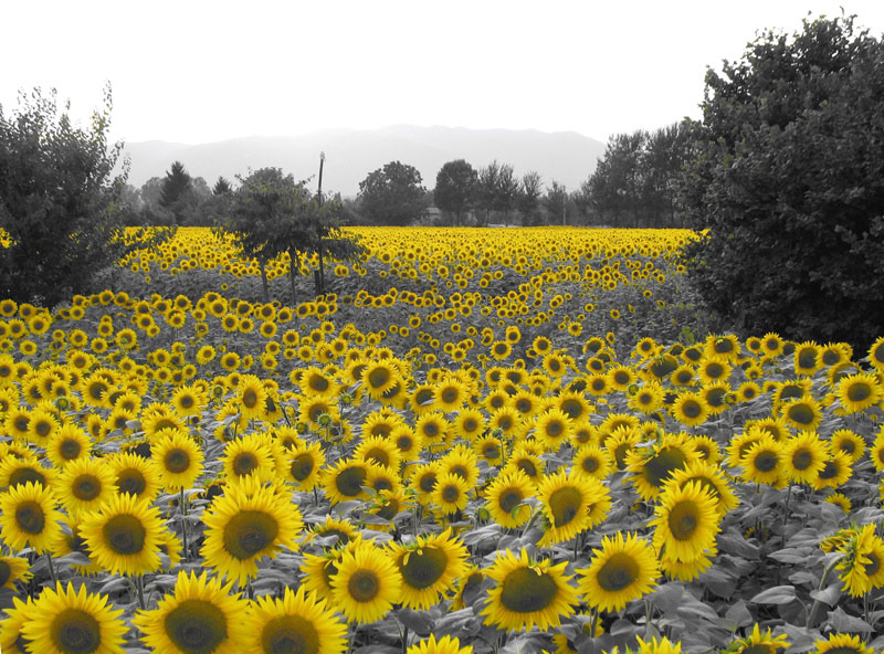 girasole-originale.jpg