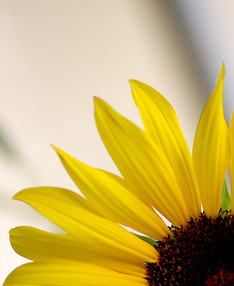 Girasole3.jpg