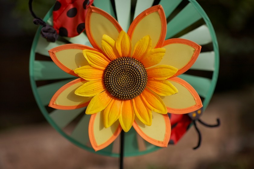 girasole.jpg