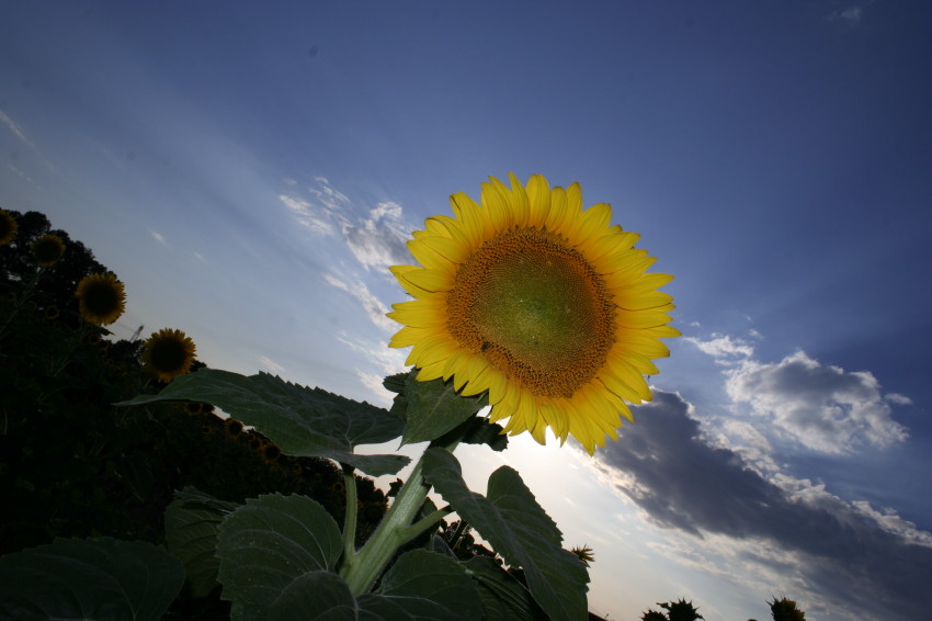 girasole.JPG