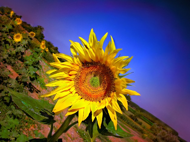 girasole.jpg