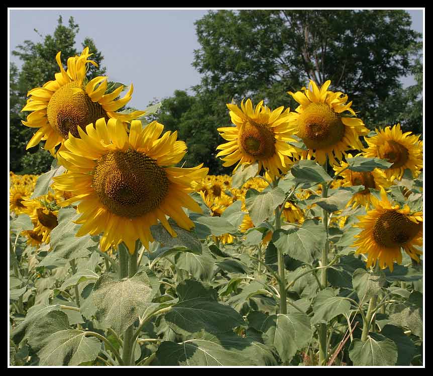 GIRASOLE.jpg