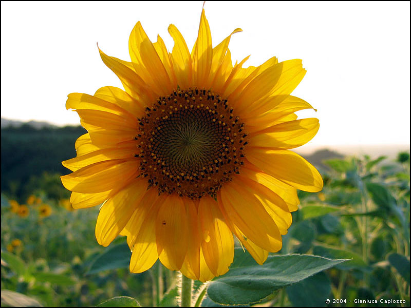 girasole[2].jpg