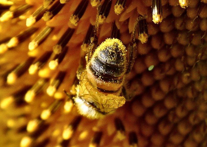 girasole impollinatura.jpg