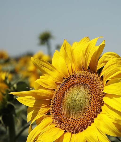 girasole_PW.jpg