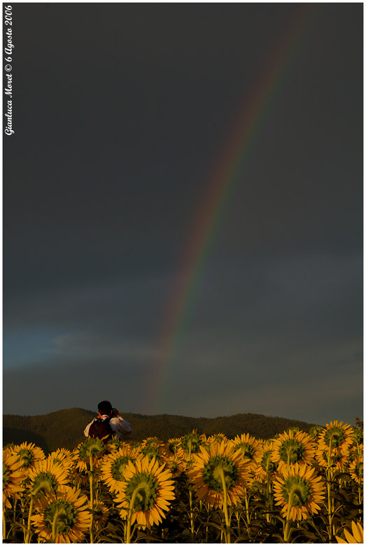 Girasoli-Enrico-Arcobaleno.jpg