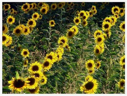 GIRASOLI.jpg