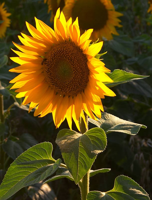 Girasoli2_web90.jpg