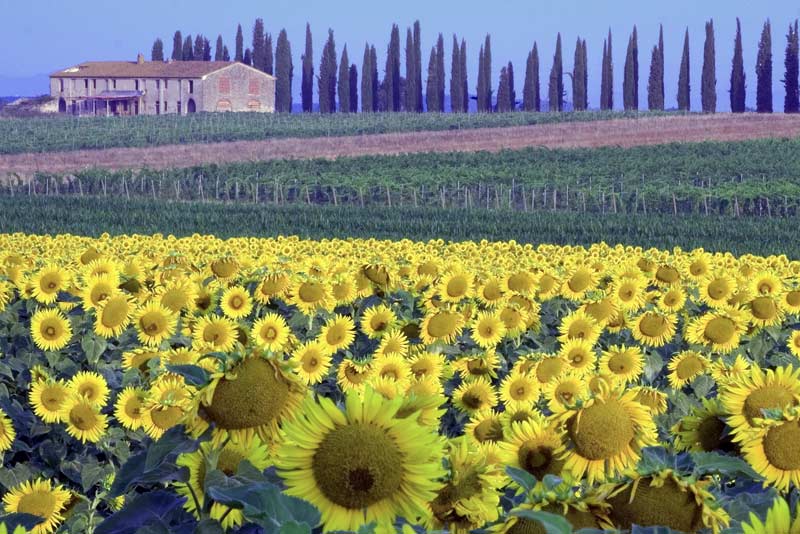 girasoli_01.jpg
