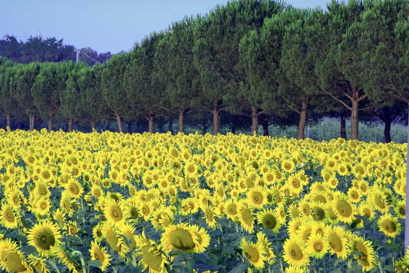 girasoli_03.jpg
