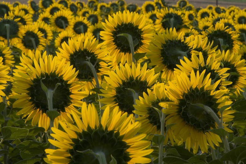 girasoli_04.jpg