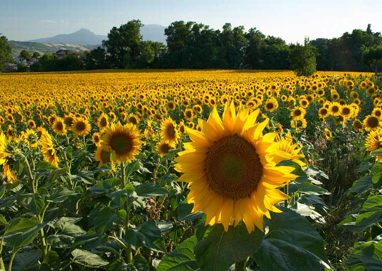 Girasoli.jpg