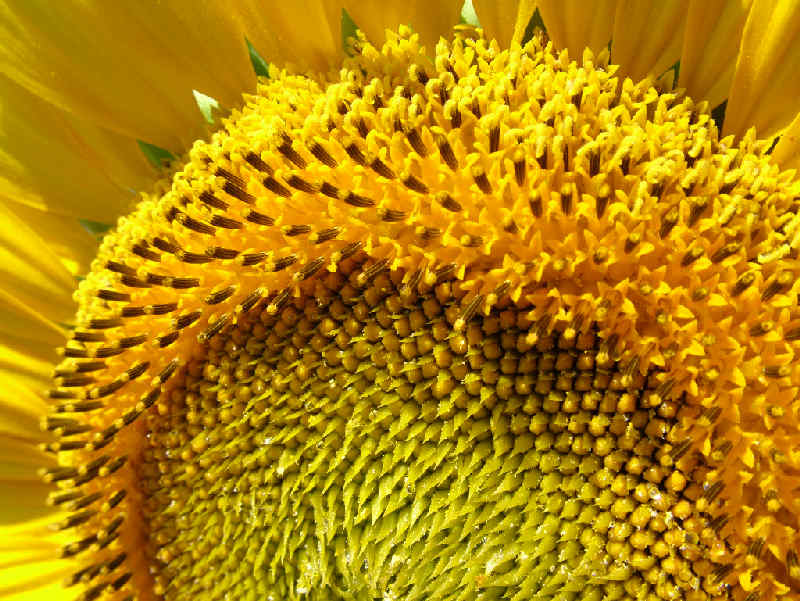 girasoli.jpg