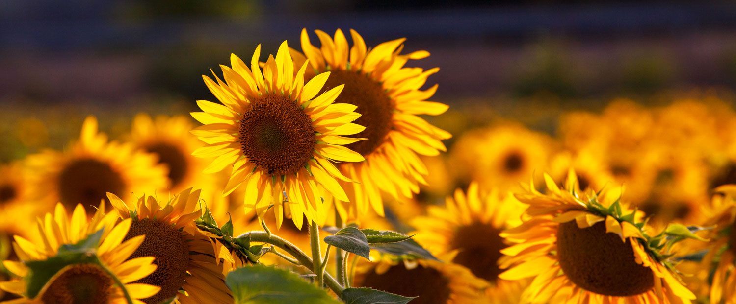 girasoli.jpg