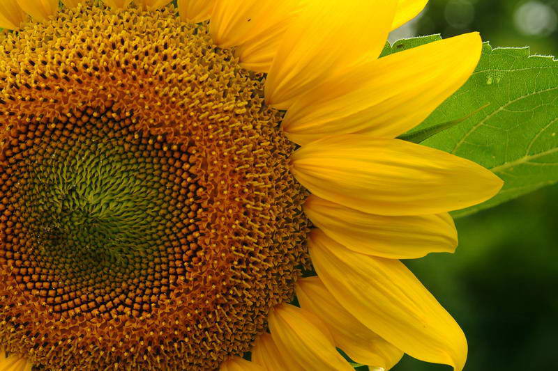 Girasoli.jpg