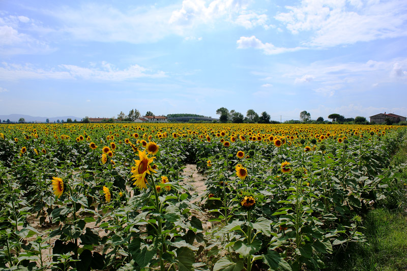 girasoli.jpg