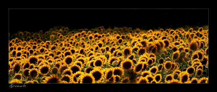 girasoli.jpg