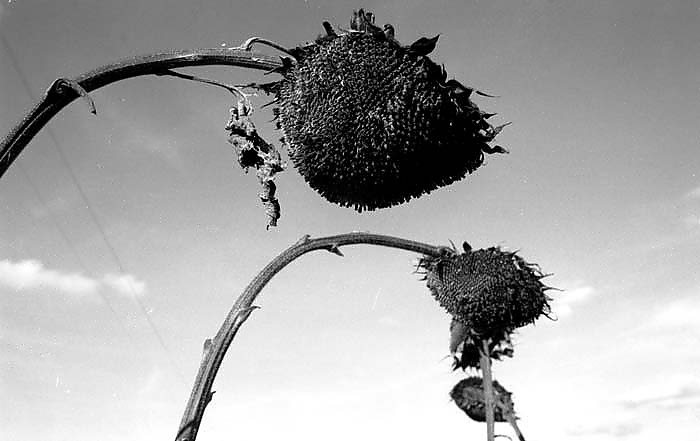 girasoli.jpg