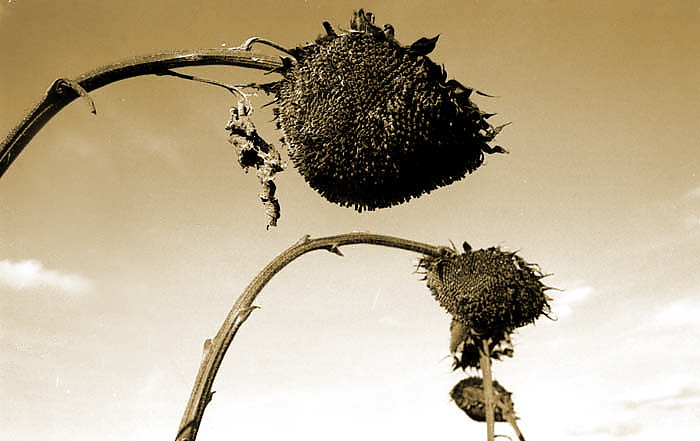 girasoli_945.jpg
