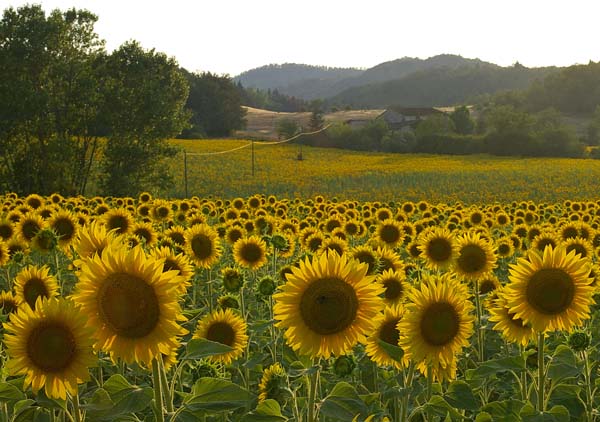 Girasoli (32).jpg