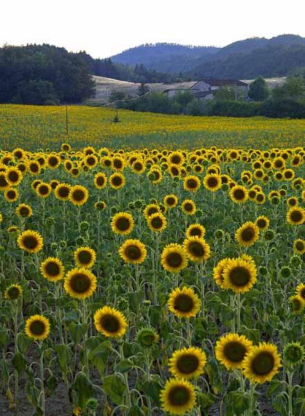 Girasoli (3).jpg