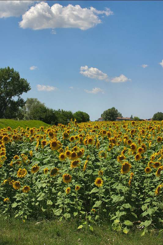 girasoli e nubi.jpg