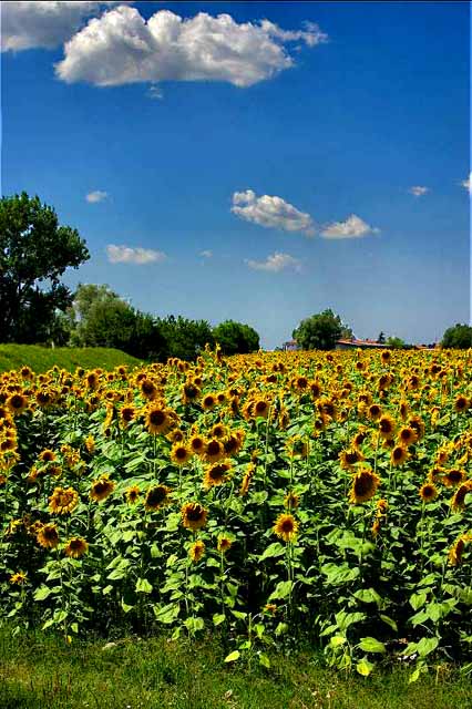 girasoli_e_nubi_114_mod.jpg