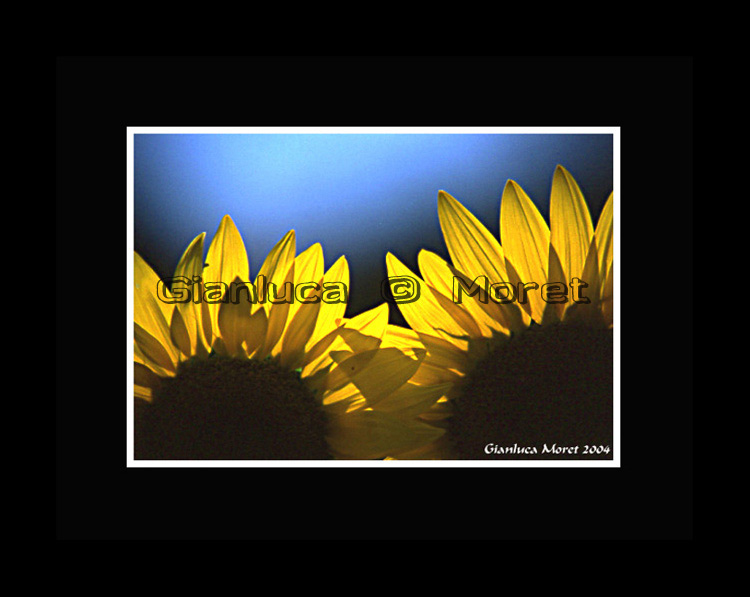 girasolicontroluce.jpg