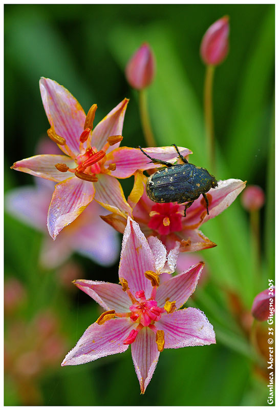 Giunco-fiorito-con-insetto.jpg