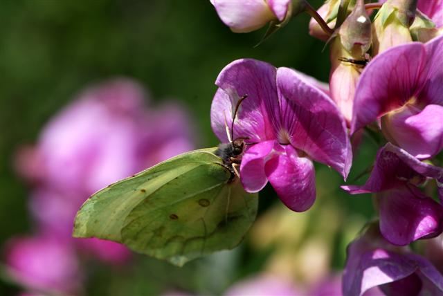 Gonepteryx rhamni (23) (Small).JPG