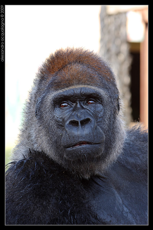 gorilla003.jpg