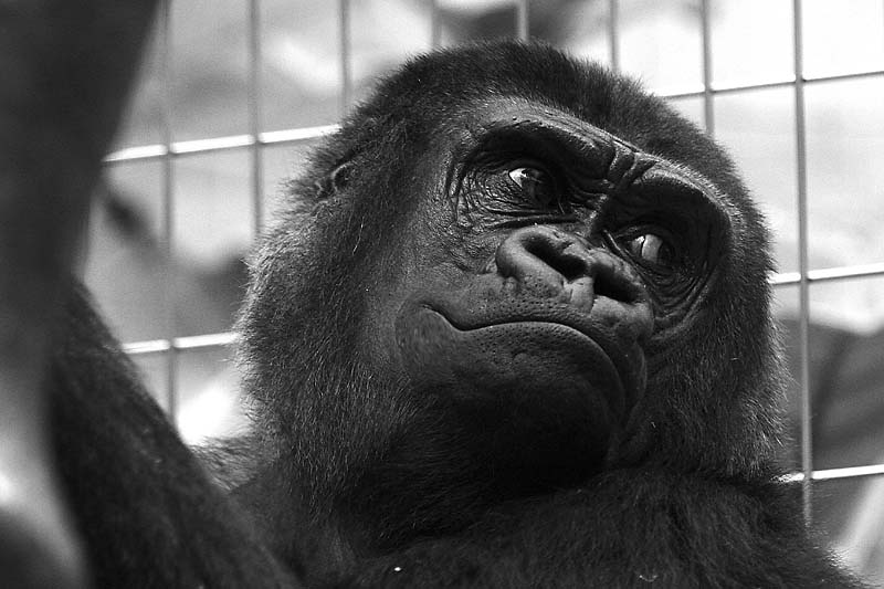 gorilla2.jpg