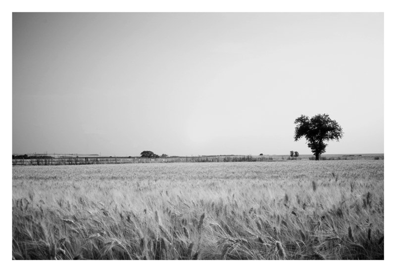 grano-feddu.jpg