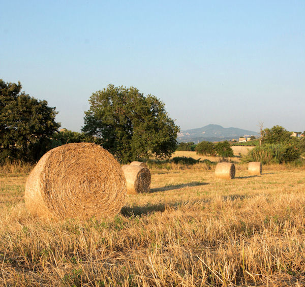 Grano5....jpg