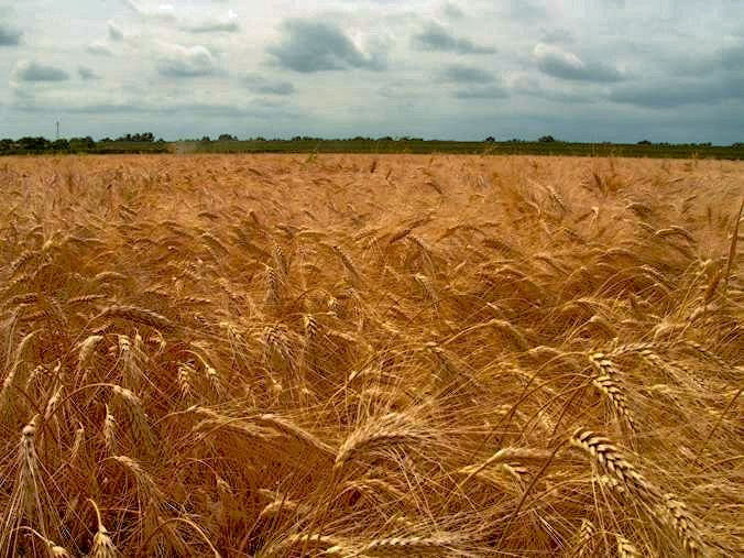 grano campagna.jpg
