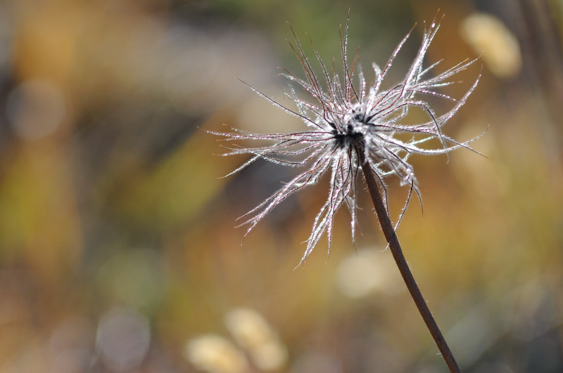 GranPar D300 08_225_rid.JPG