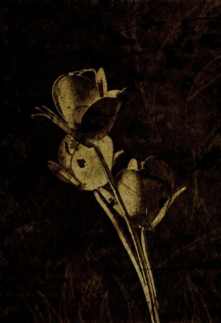 graphic_003.jpg