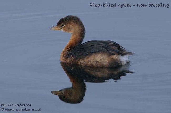 grebe.a.bec.bigarre.hasp.jpg