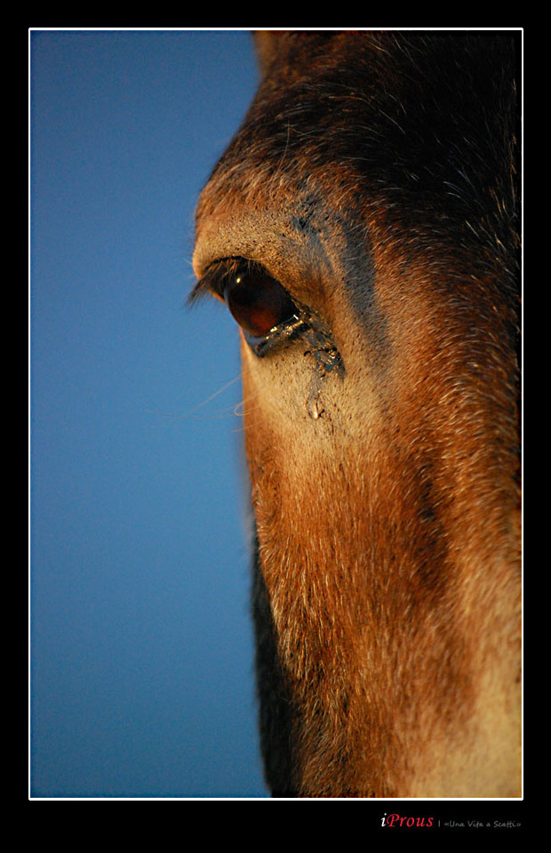 Grecia_Estate_2008-1392-uns.jpg