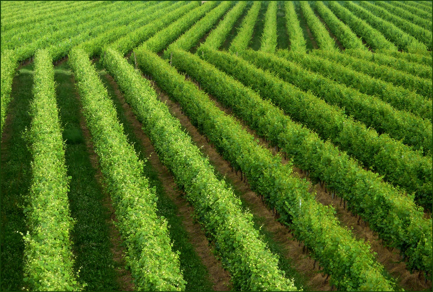 green-tagliato.jpg