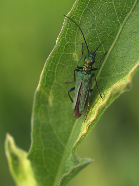 green23.jpg