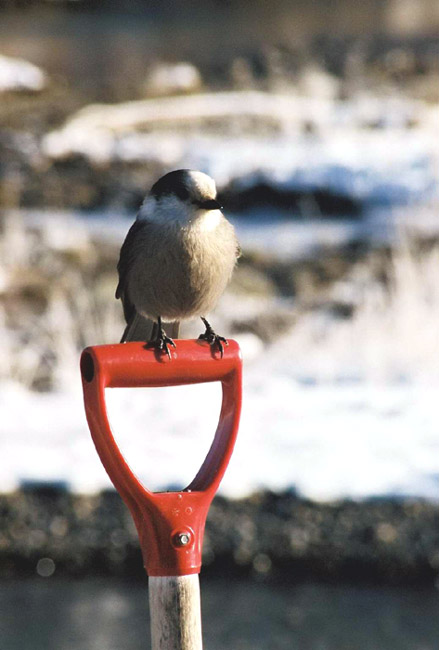 grey jay.jpg